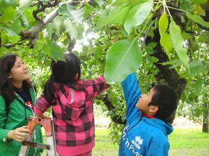 わかすぎ学園のりんご狩り