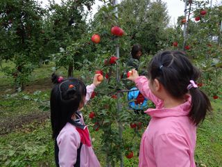 わかすぎ学園りんご狩り2