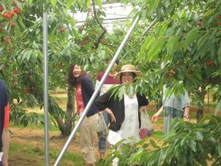 泉会さくらんぼ狩り、温泉ツアー1