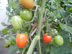 ミニトマト（赤）