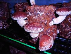 今年もしいたけ栽培の難しい季節がやってきました。