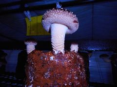 今年もしいたけ栽培の難しい季節がやってきました。