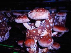 今年もしいたけ栽培の難しい季節がやってきました。