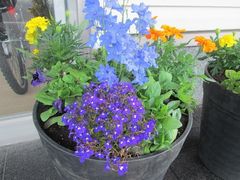 「小さな親切」運動室蘭支部　様から花の寄贈！