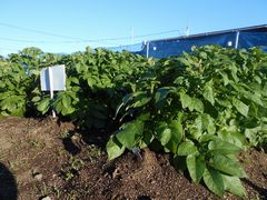 花ファクトリー農園