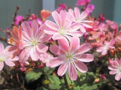 花壇にお花を植えました！