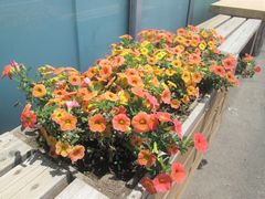 花壇にお花を植えました！