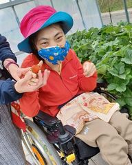 あけぼの生活介護なないろ　いちご収穫で笑顔いっぱい♪