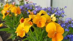 可愛いお花でデコレーション