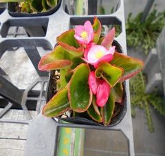 花苗絶賛販売中