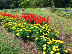 納品後の花を見に