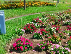 納品後の花を見に