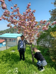 記念樹が満開になりました！