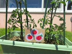 野菜の苗を育てよう！