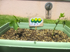 野菜の苗を育てよう！